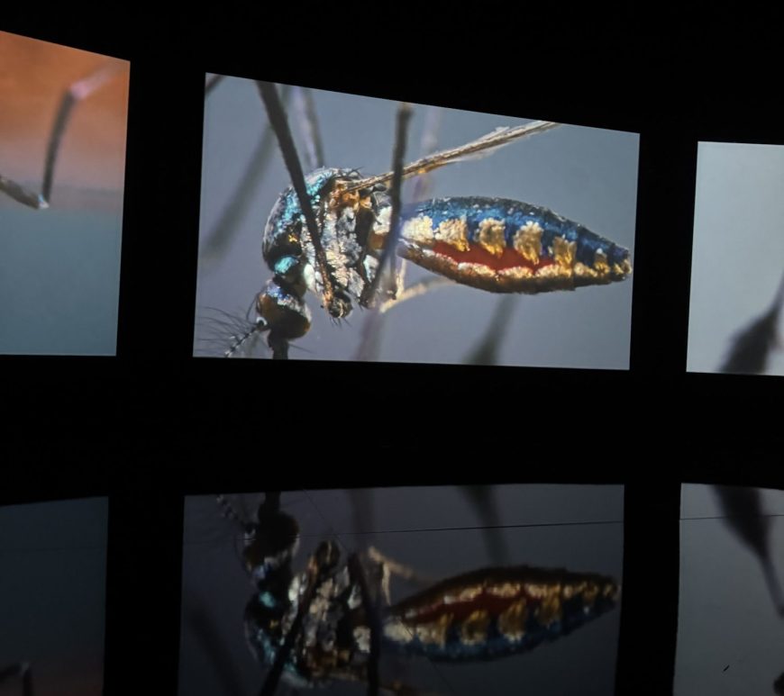 imagem: Pele Azul, videoinstalação de Vivian Caccuri · CCBB São Paulo